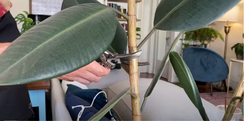 How To Prune Rubber Tree Plants